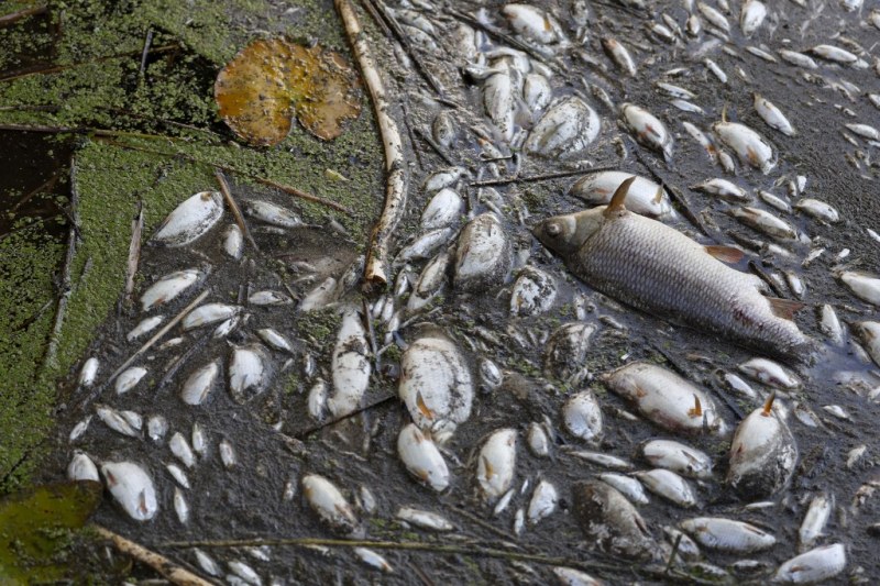 Близо 100 тона мъртва риба, извадена от замърсената река Одер в Полша