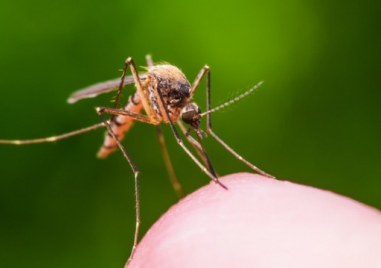 Учени от установиха че комарите са привличани различно според кръвната