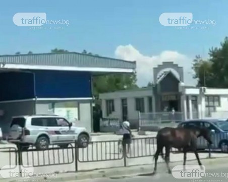 Без надзор: Кон си прави разходки край КАТ-Пловдив