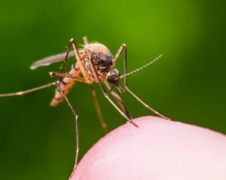 Имат ли комарите любима кръвна група?