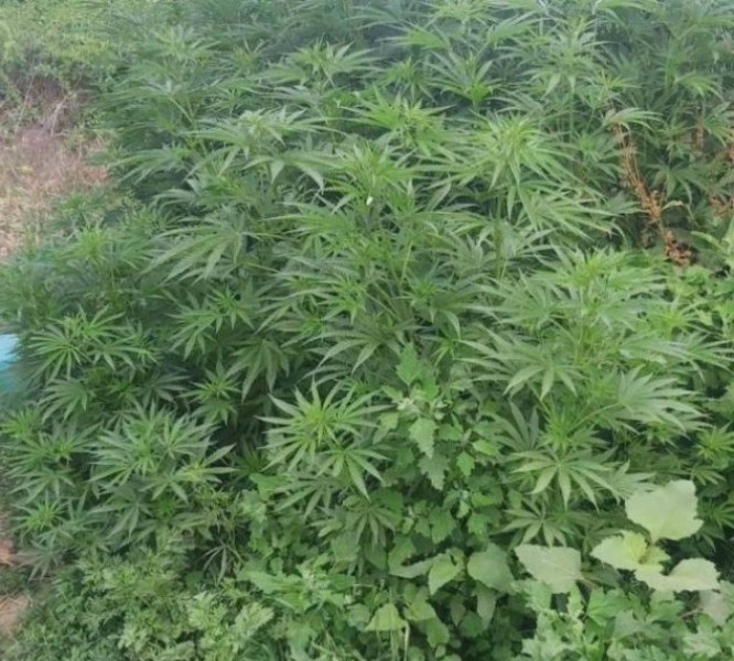 Арестуваха софиянец, отглеждал над 900 растения канабис в имота си