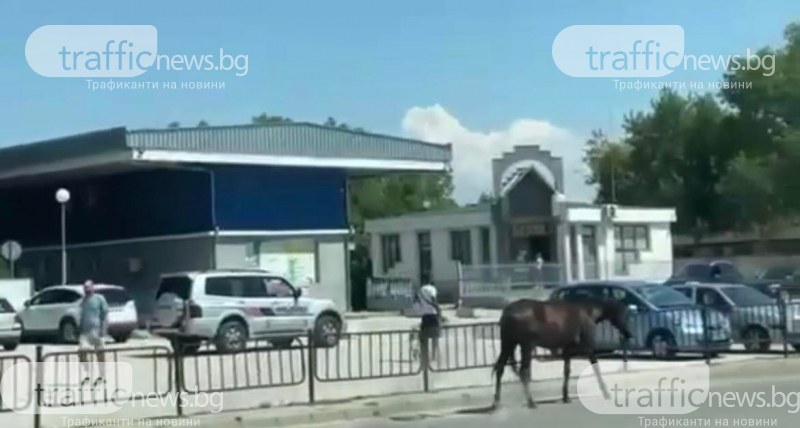 Без надзор: Кон си прави разходки край КАТ-Пловдив