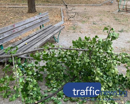 Без промяна! Тежки клони отново се стовариха на пейка в парк в Кючука, близо до деца