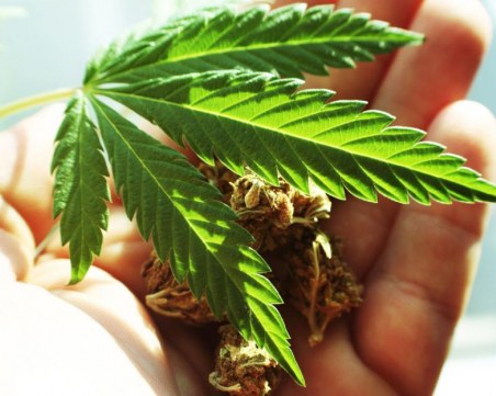 Задържаха жена, отглеждала марихуана в дома си в пловдивско село