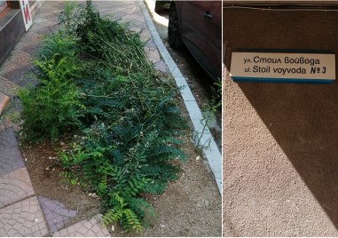 Здрави дървета в Северен се режат а на тяхно място