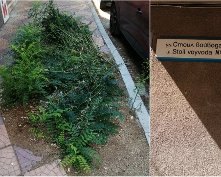 Пешеходци се борят с тротоар в Кършияка, целият е затрупан в храсти