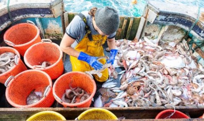 Китайските власти започнаха да тестват уловена в морето риба за