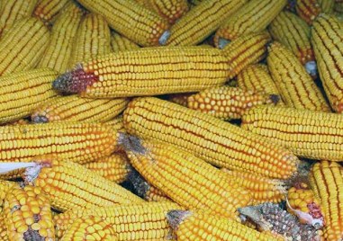 Безводието причини сериозни щети на реколтата от царевица в Добруджа Заради липсата