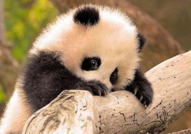 Пандите не са запазената марка на Китай Учените у нас