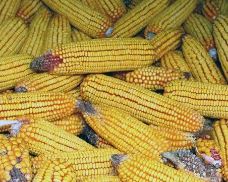 Безводието нанесе сериозни щети на реколтата от царевица и слънчоглед в Добруджа