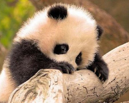 И в България е имало панди, но преди 6 милиона години