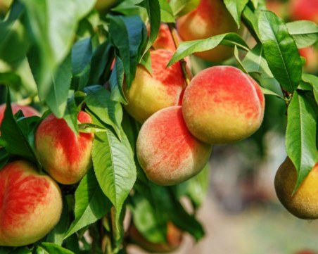 Цените на прасковите у нас: от 0,80 лв. в градината до 5,50 в магазина