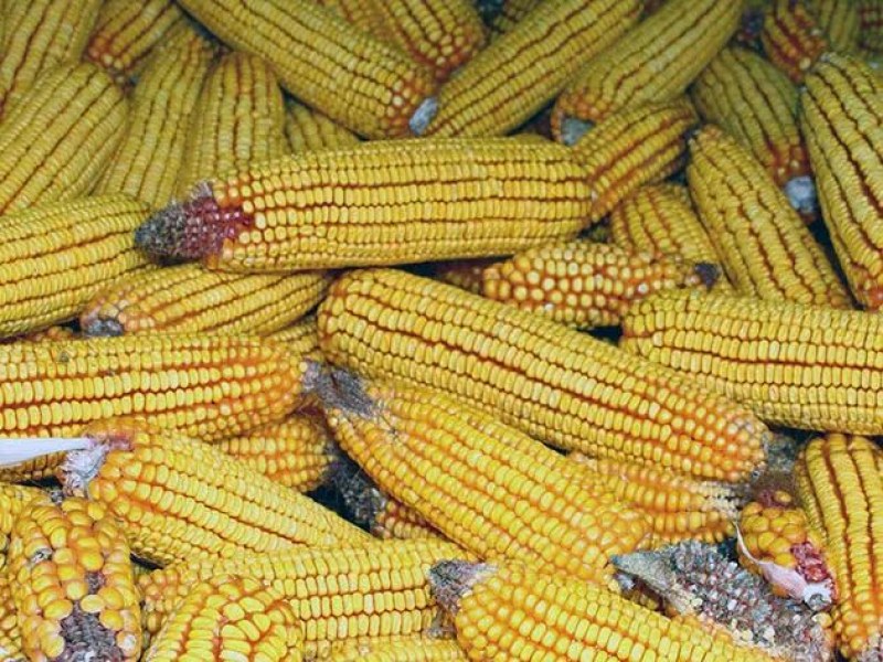 Безводието причини сериозни щети на реколтата от царевица в Добруджа.