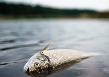 До края на деня мъртвата риба от рибарниците в Своге