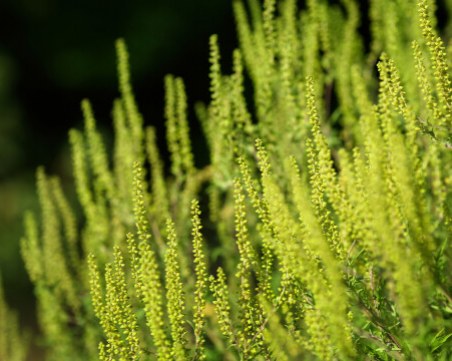 Вижте кои полени създават проблеми на хората с алергии по това време на годината
