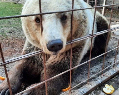 Мечето Ива е новият питомец на парка край Белица