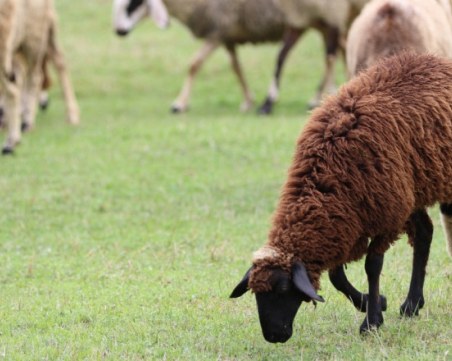 Животновъди и пчелари могат да кандидатстват за държавна помощ след природни бедствия