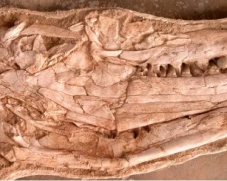 Откриха останки от огромен гущер на 66 милиона години