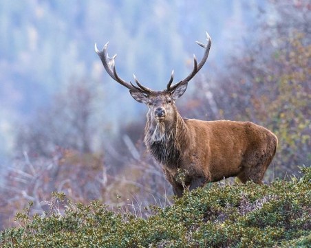 Арестуваха трима в Родопите, застреляли благороден елен