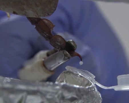 Продават литър отрова от скорпион за 10 млн. долара в турска ферма