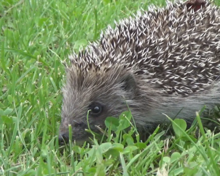 Тийнейджъри ядат таралежи в Tik Tok, бракониери все повече посягат на животните