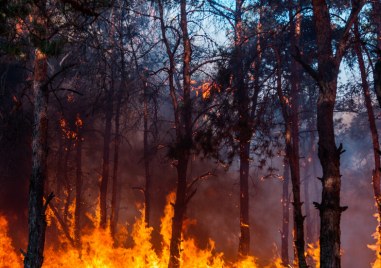 Пожар обхвана стотици декари гора в Свиленградско следобед Огънят се