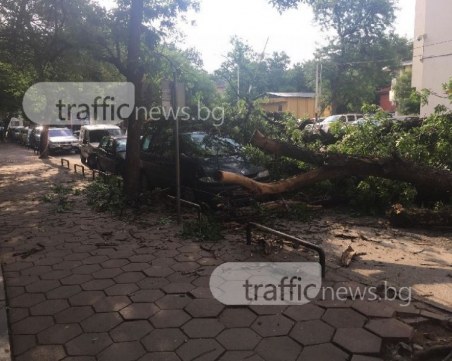 След бурята: Клони се стовариха върху четири автомобила в Пазарджик