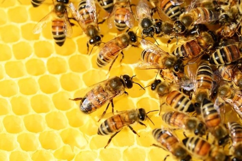 Млад мъж е в кома, след като е ужилен 20 000 пъти от пчели-убийци