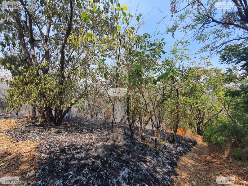 Пожарът в Свиленградско унищожи 3000 дка гора