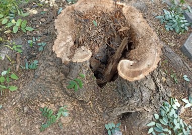 Премахнатите дървета по ул Даме Груев са стари изсъхнали изкорубени