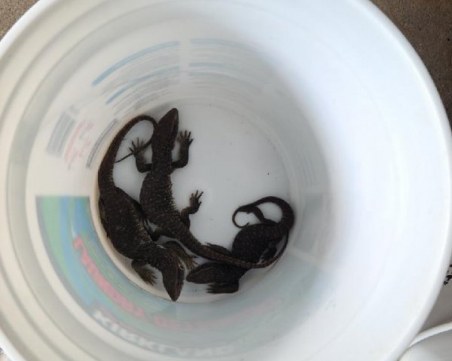 Кутия с живи влечуги беше доставена на грешен адрес