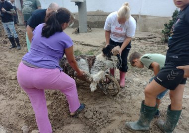 Близо 50 килограмово бедстващо куче в потопеното село Каравелово откриха и