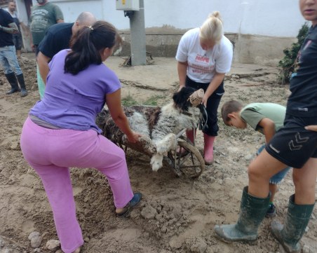 Спасиха Мечо от Каравелово, лекуват го в Казанлък