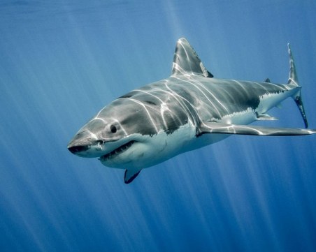 Акула нападна и уби пасажер на круизен кораб
