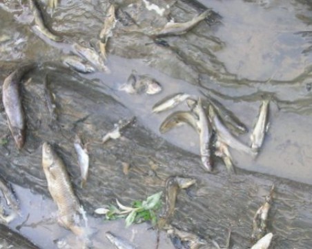 След наводнението: Проверяват за незаконен риболов по река Стряма