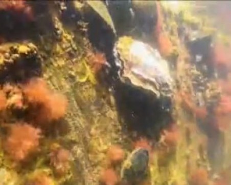 Нов вид диви стриди се появи по нашето Черноморие