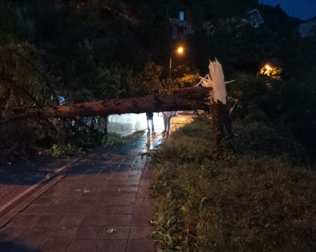 Вятър събори дървета и по пътя Асеновград - Наречен