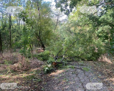 Клон се стовари на кучешката алея в Лаута