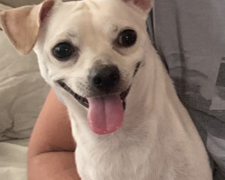 Кученце се загуби на центъра, виждали ли сте го