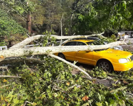 Страшна буря в Бачково, изкоренени са десетки дървета