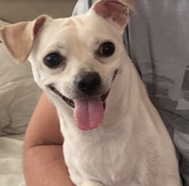 Кученце се загуби на центъра, виждали ли сте го