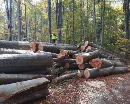Полицията в Пазарджик тръгна след дървената мафия, арестуваха четирима