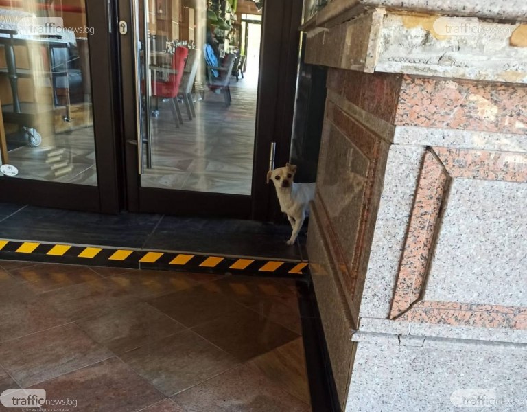 Смисълът да предадеш доброто нататък: Стопанин на изгубено в Пловдив куче разказва за знаците на съдбата