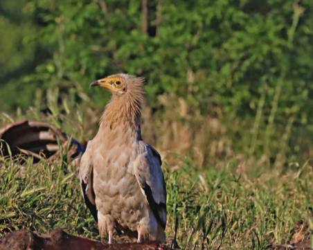 Бракониери убиха лешояда Бояна, който се превърна в символ на надеждата