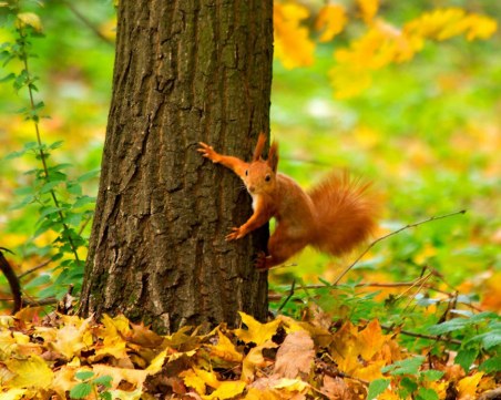 Тази нощ започва есента