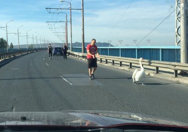 Лебед изненада тази сутрин шофьорите на Аспаруховия мост.Прочетете ощеПтицата предизвика