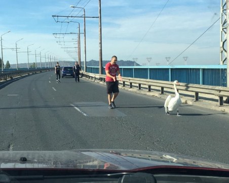 Лебед се разходи по Аспаруховия мост във Варна, предизвика задръстване