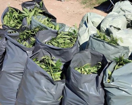Откриха нива с марихуана край Пазарджик, иззети са над 331 килограма