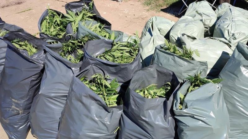 Откриха нива с марихуана край Пазарджик, иззети са над 331 килограма