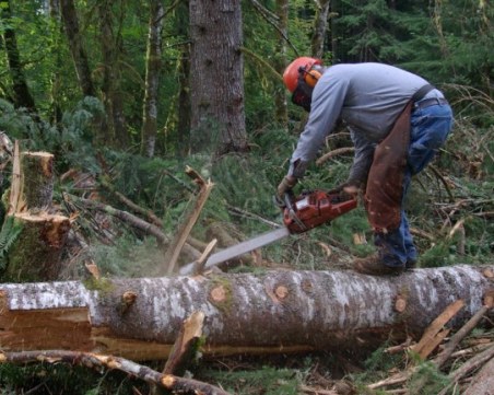 Арест заради незаконен дърводобив край Велинград